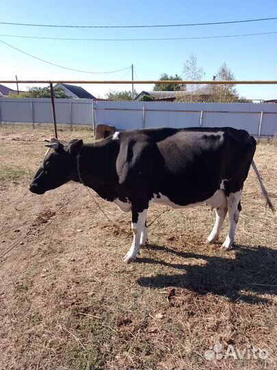 Корова дойная