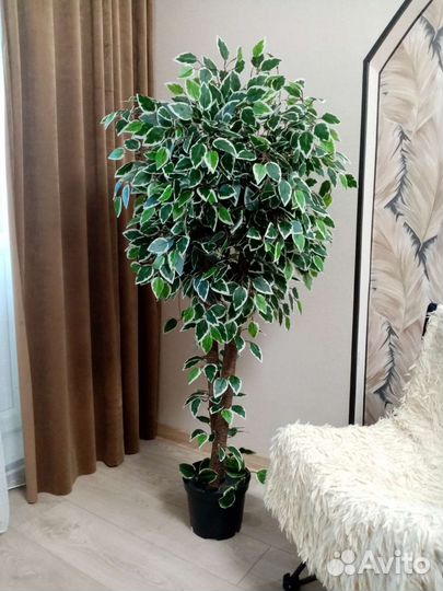 Фикус бенджамина пестролистный