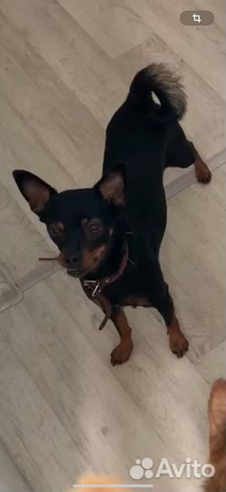 Отдам в добрые руки