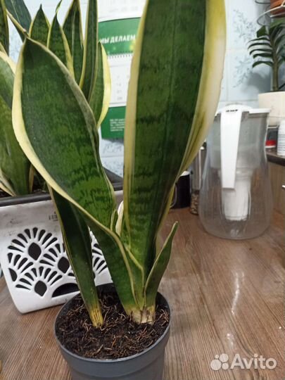 Сансивиерия футура сеперба
