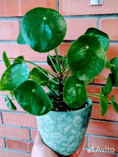 Пилея пеперомиевидная, возможна доставка