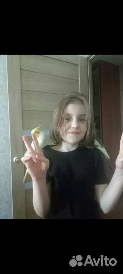 Птенцы попугаев корелла