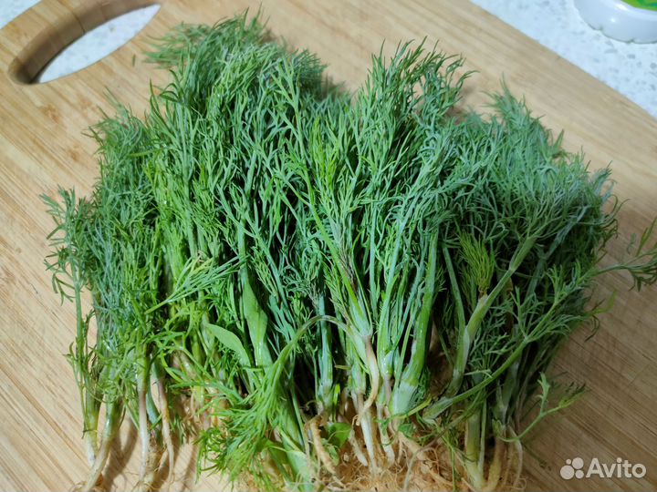 Укроп свежий