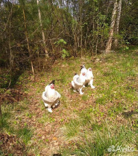 Петух Брамы Колумбийской