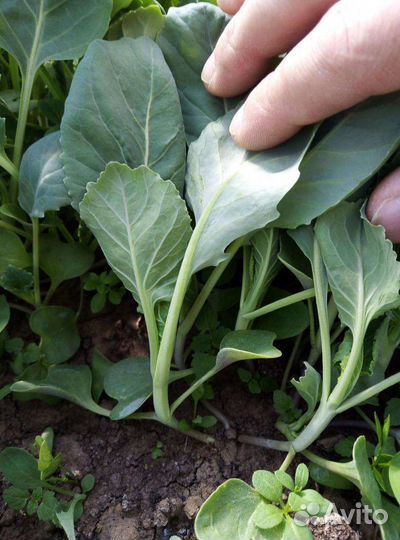 Рассада капусты