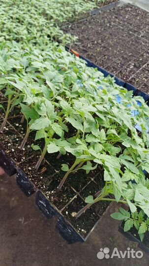 Выращивание рассады