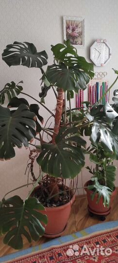 Комнатные растения цветы большие