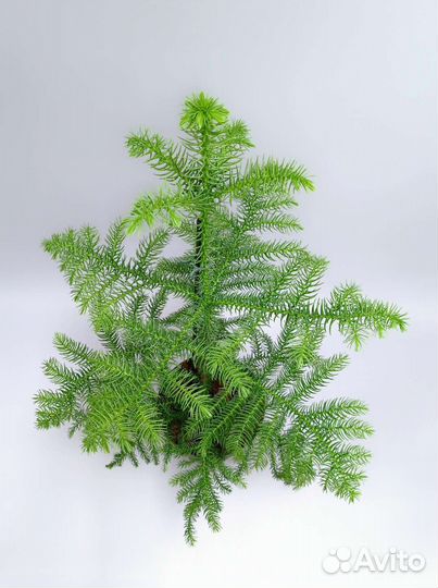 Араукария (комнатная ель)