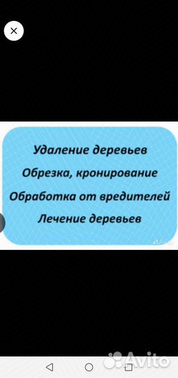 Продажа берёзы