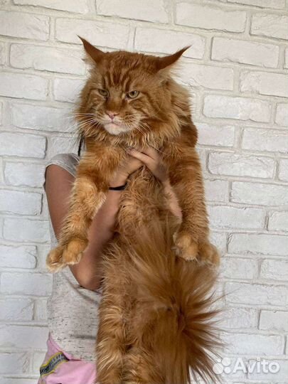 Мейн-кун полидакт вязка