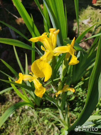 Мнололетники