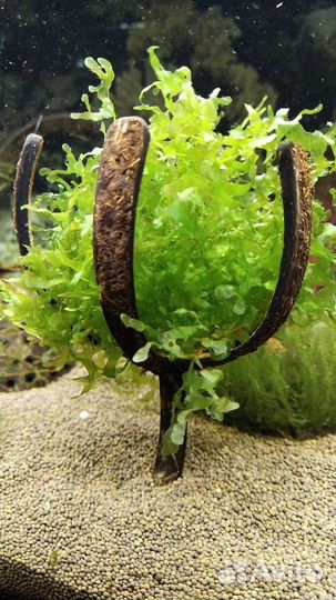 Растения. Декорации. Аксессуары