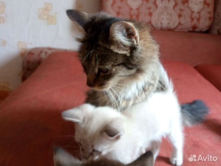 Сибирская кошка