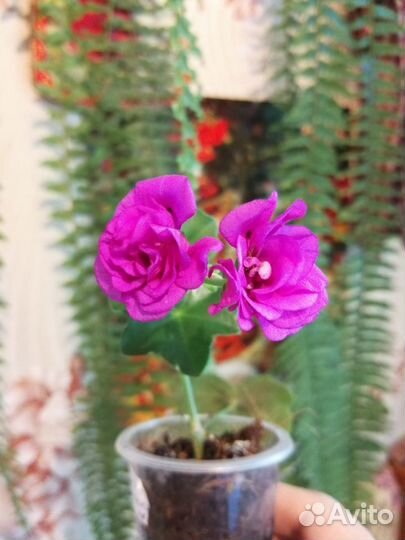 Розебудные герани (пеларгонии)