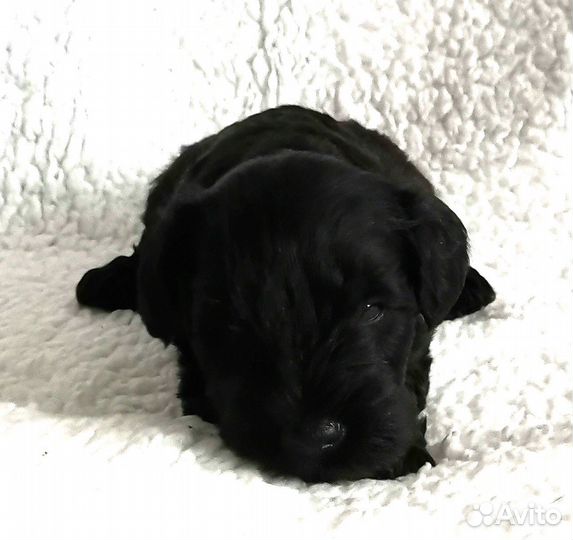 Цвергшнауцер