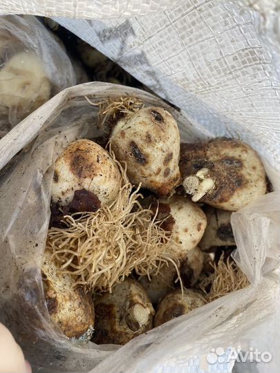 Луковицы тюльпанов