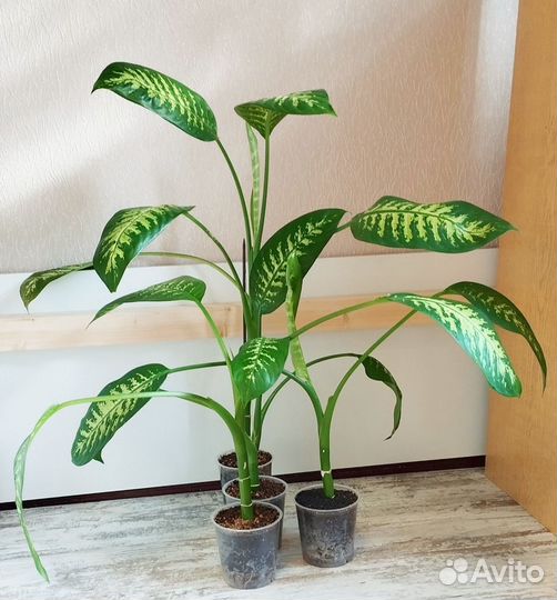 Диффенбахия