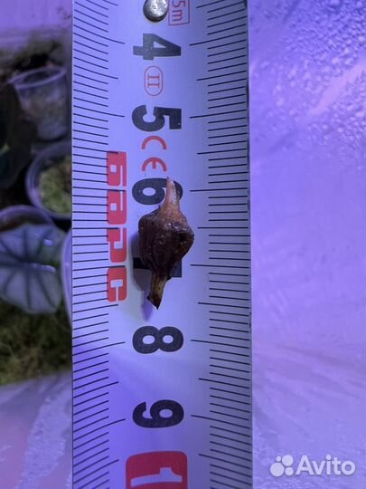 Клубень алоказии полли вариегатная