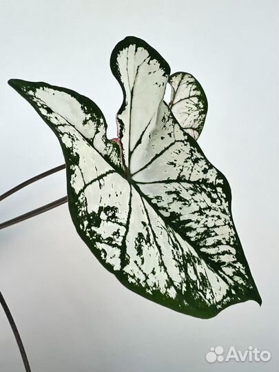 Каладиум, Монстера Альба, Филодендрон Крем Сплеш