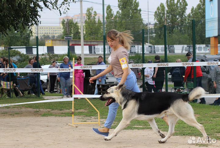 Кобель вео для вязки