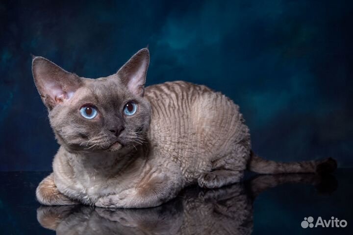 Кот Девон-рекс вязка