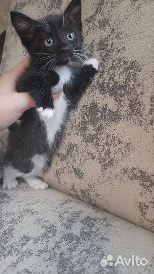 Кошка в дар бесплатно
