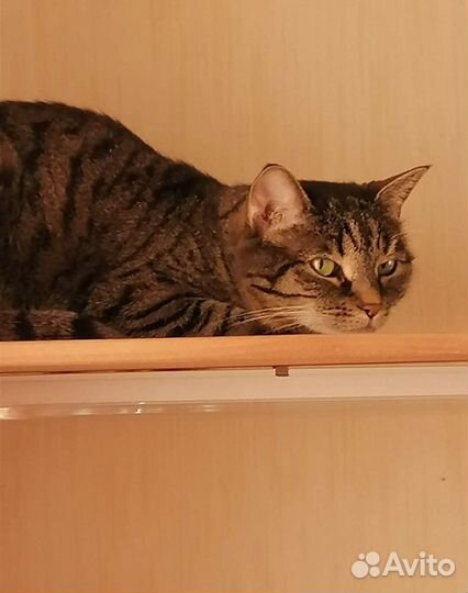 Кошки в добрые руки бесплатно