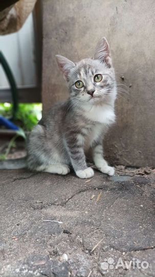 Котенок девочка