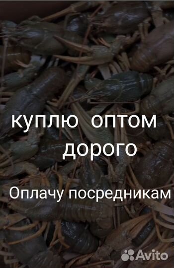 Раки оптом