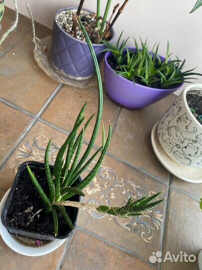 Сансевиерия францизи