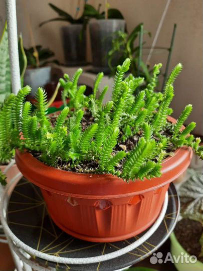 Красула плауновидная