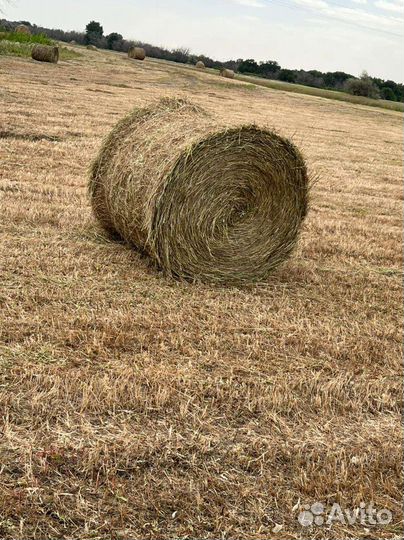 Сено зеленое с доставкой