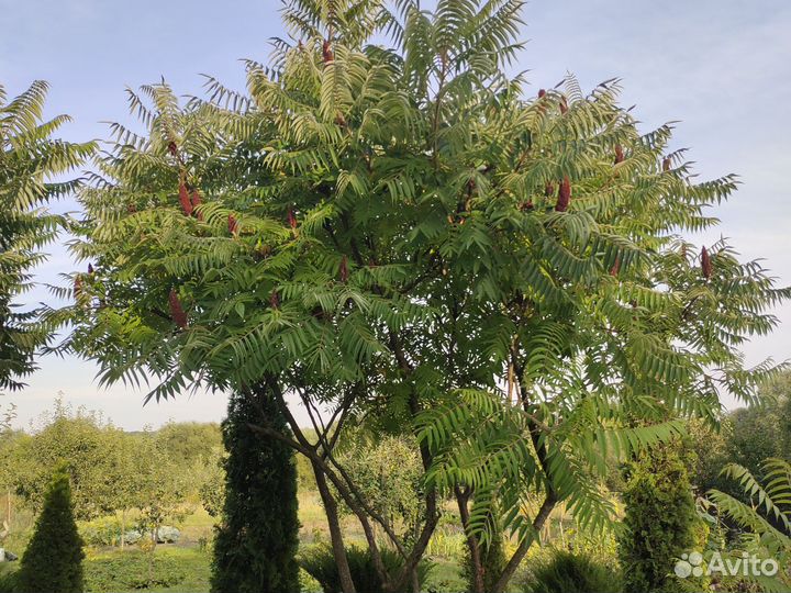 Саженцы сумах оленерогий