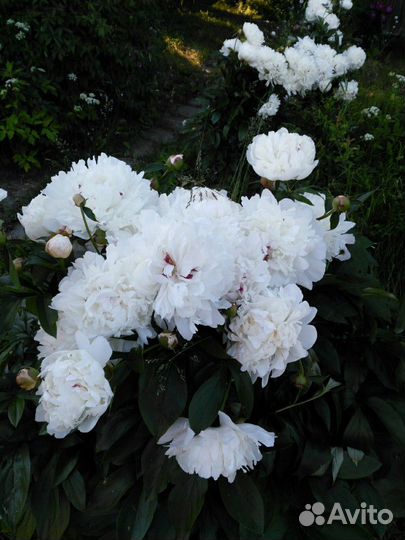 Пион белый с красной меткой и нежным ароматом розы