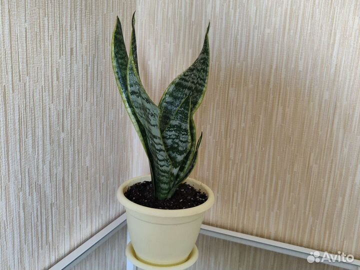 Сансевиерия замиокулькас