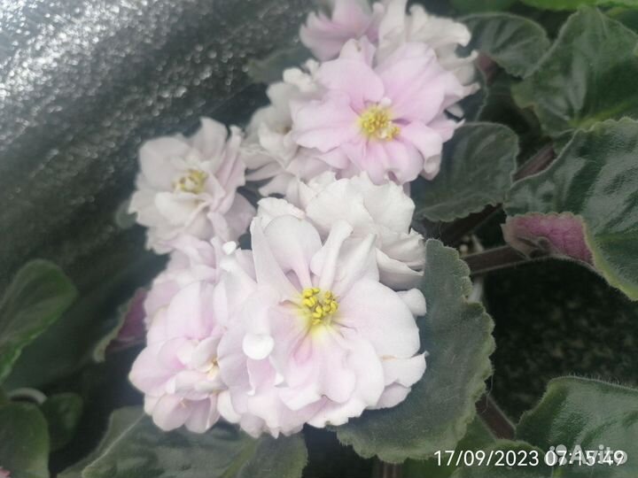 Детки фиалок