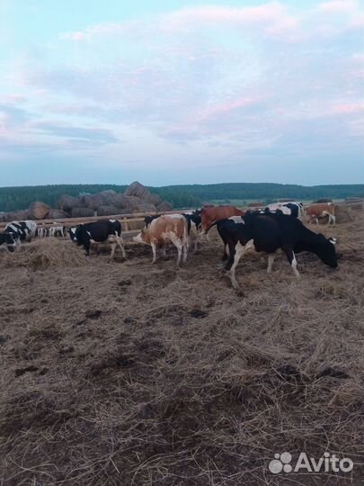 Корова дойная