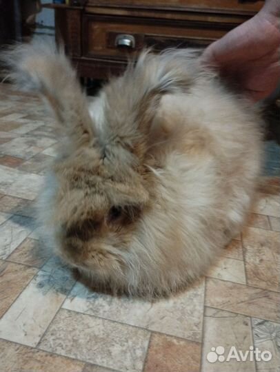 Пух кролика