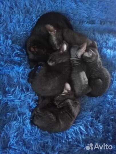 Канадский сфинкс