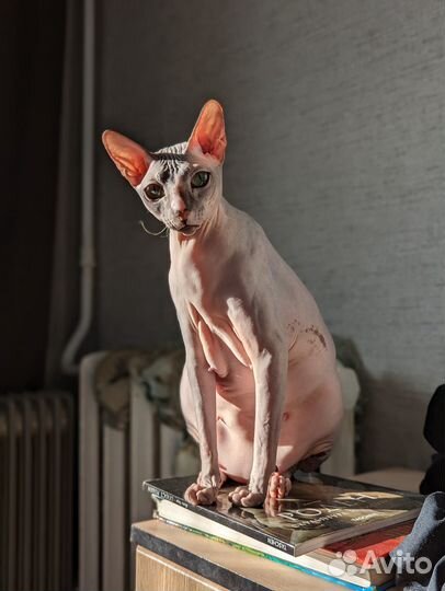 Котята Донского Сфинкса