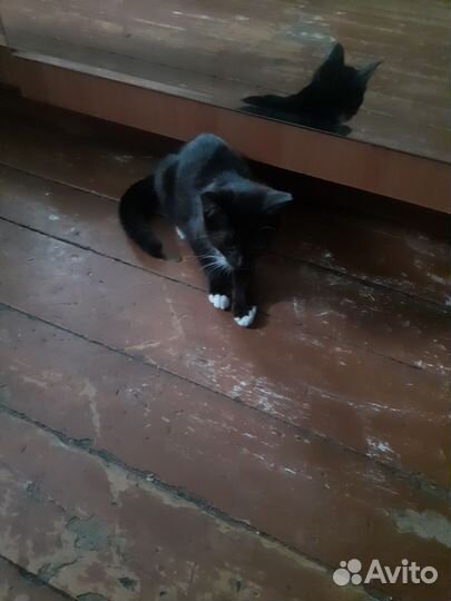 Котенок