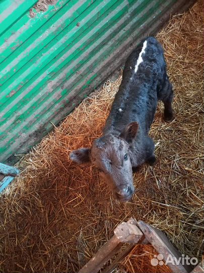 Бычки и телята