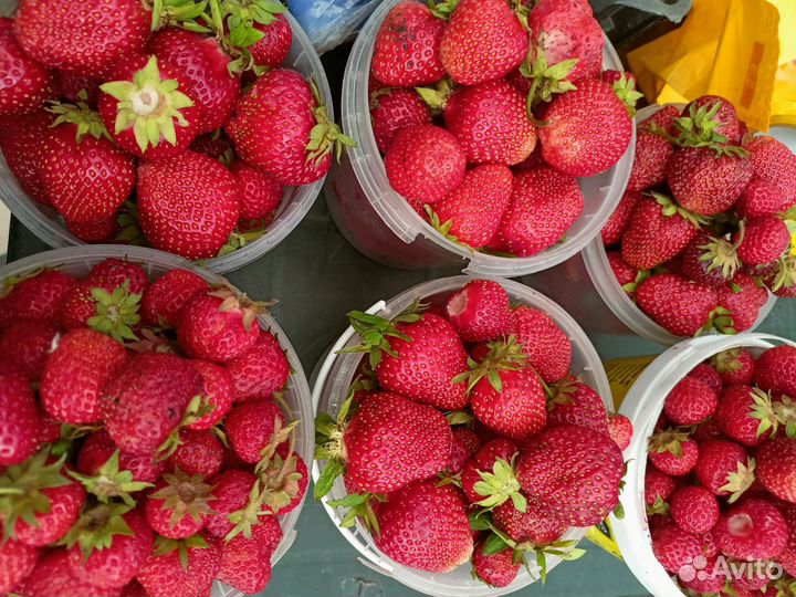 Клубника свежая