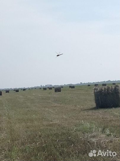 Продам сено в рулонах свежий укос