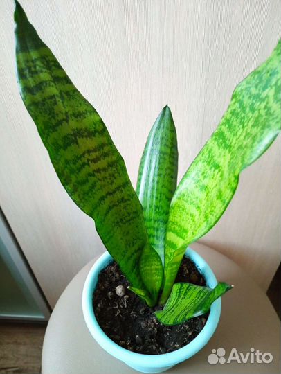 Сансевиерия