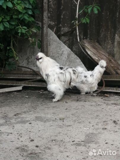 Китайские шелковые