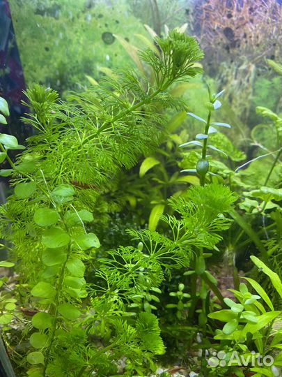 Моллинезии гуппи сомики креветки меченосцы