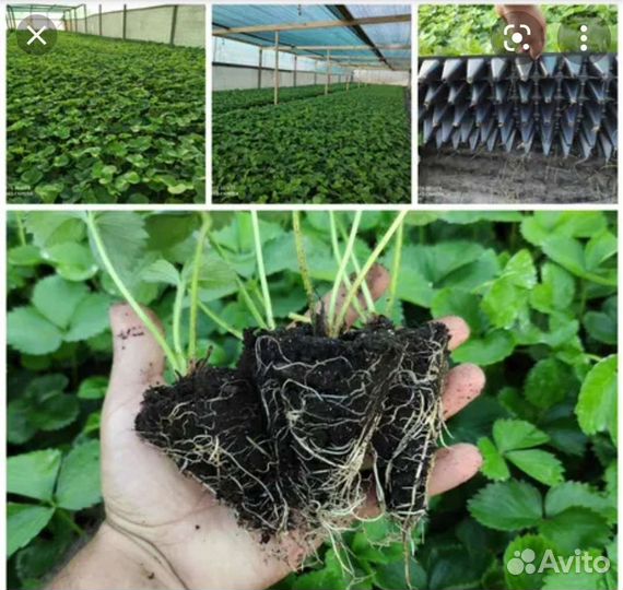 Рассада клубники