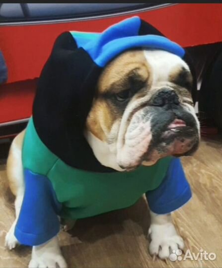 Пошив худи для собак с персональной вышивкой