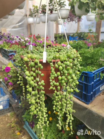 Крестовник роули